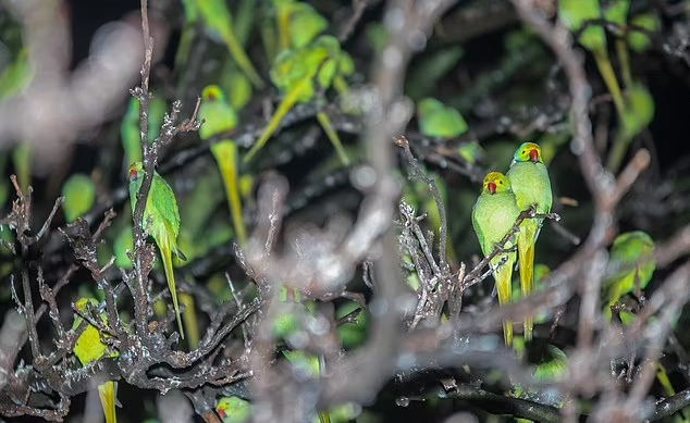 「綠葉」其實是環頸鸚鵡。(互聯網)
