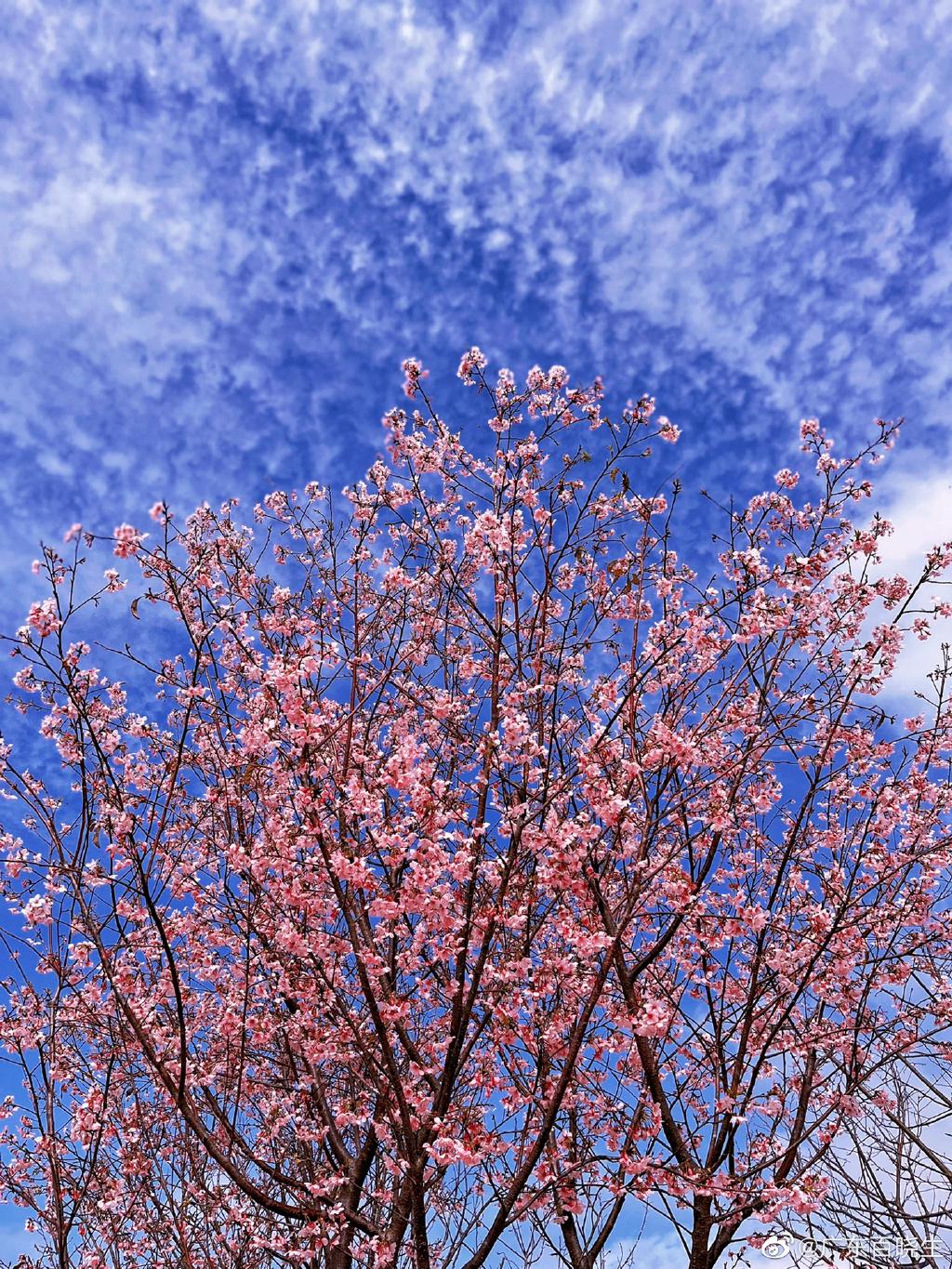 春天更可以看到櫻花花海!(圖片來源: 微博)