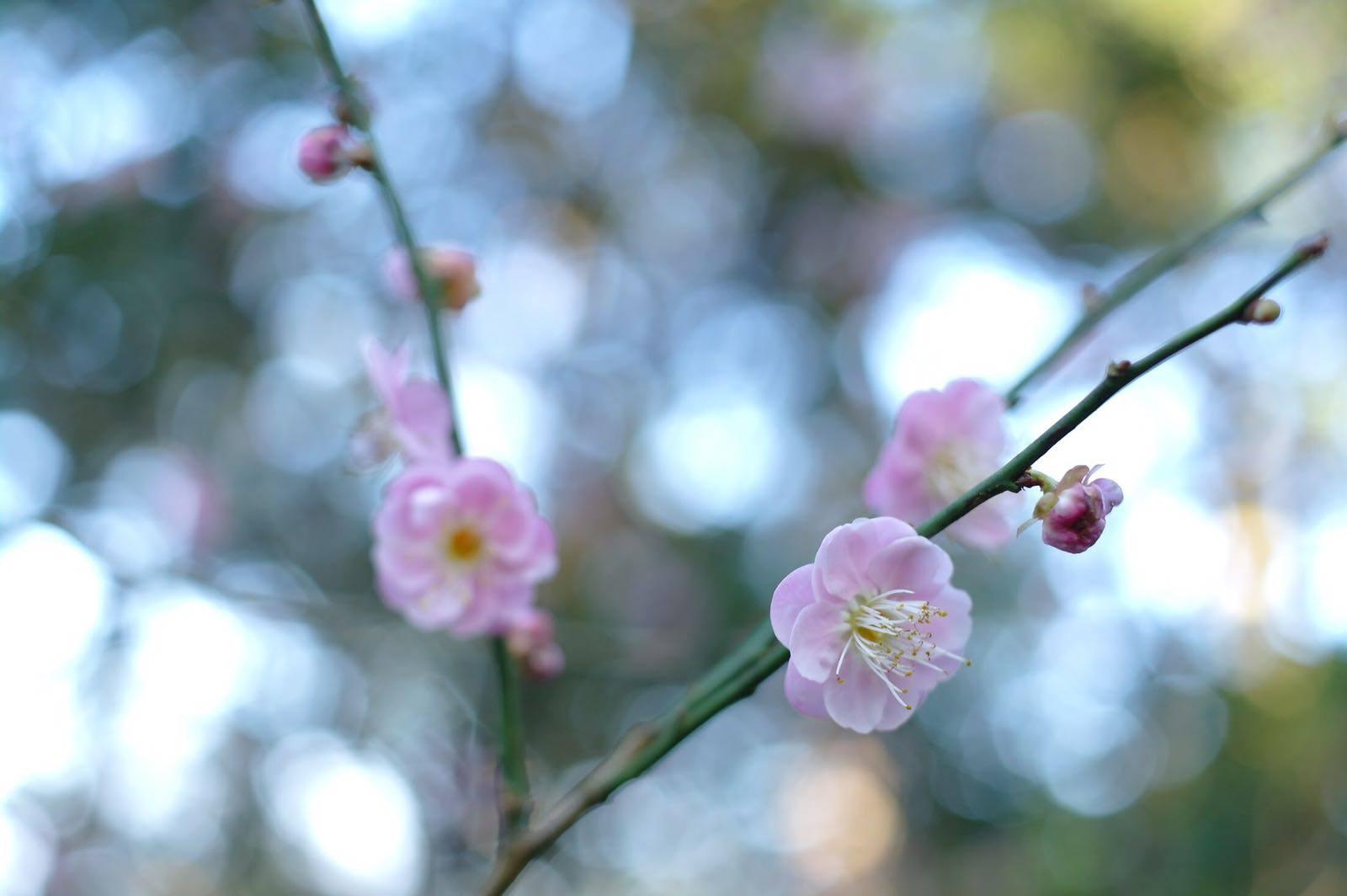 嘉道理農場 鐘花櫻花 (圖片來源: 嘉道理農場暨植物園)