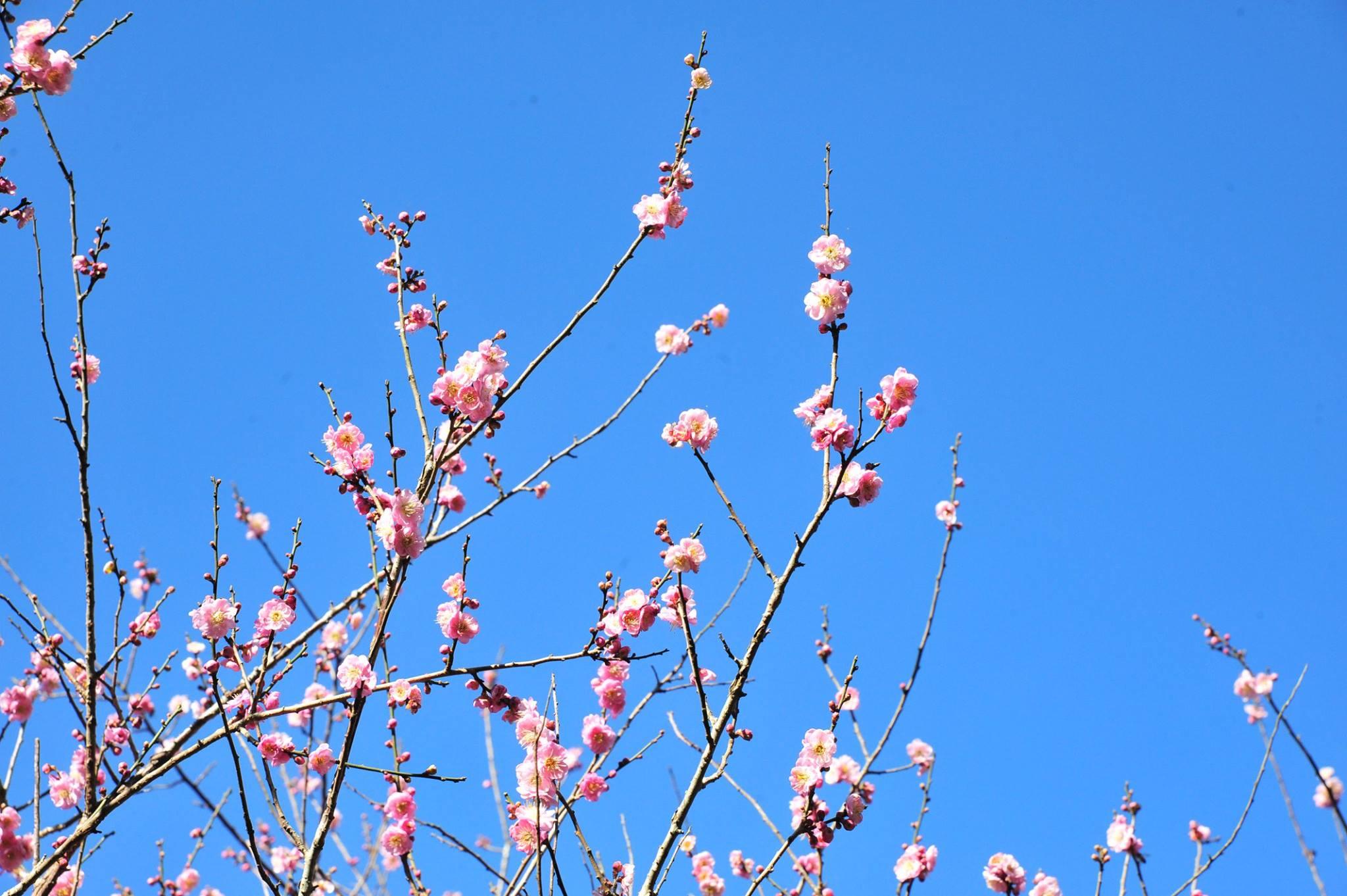 嘉道理農場 鐘花櫻花 (圖片來源: 嘉道理農場暨植物園)