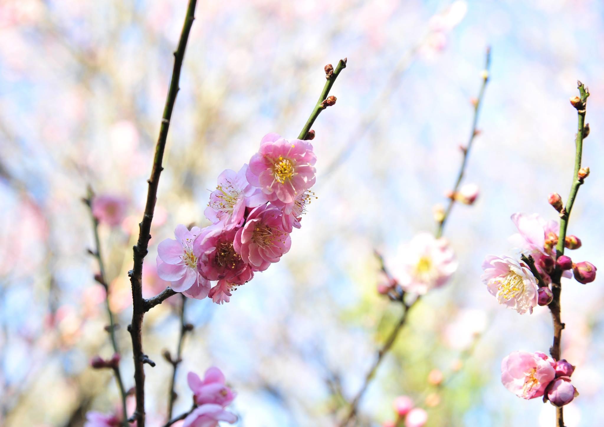 嘉道理農場 鐘花櫻花 (圖片來源: 嘉道理農場暨植物園)