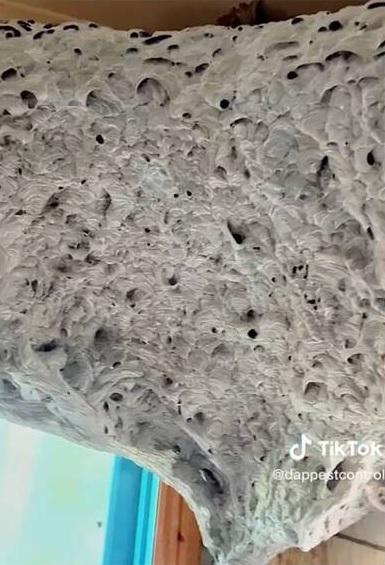 專家估計蜂巢前年9月開始形成。(互聯網)