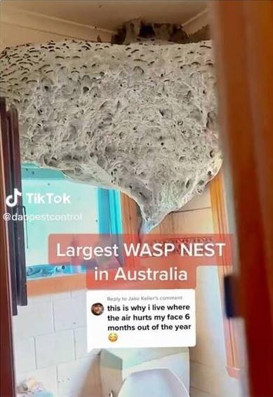 滅蟲專家上傳影片,可見巨大蜂巢盤據廁所上方,十分震撼。(互聯網)