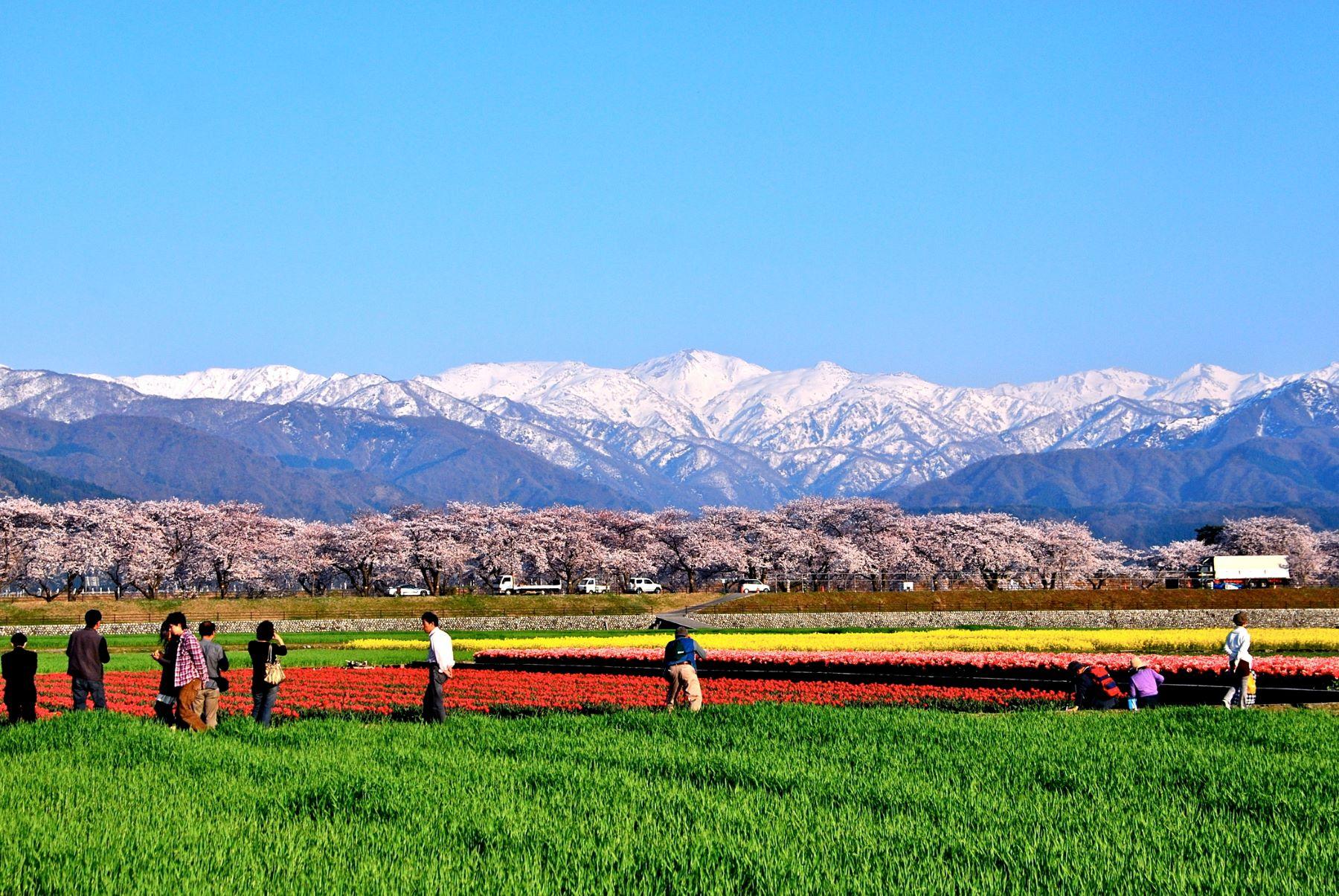 富山縣-春日四重奏