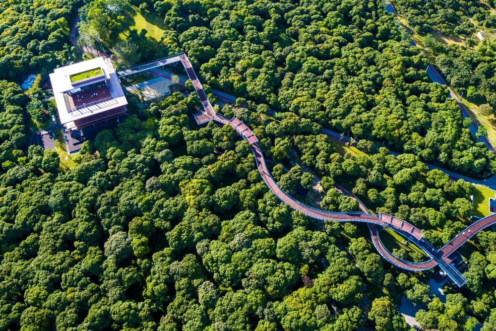 香蜜公園的空中棧道高8.8米,比虹橋公園的更高,又長又直的「姿勢」雖然沒有虹橋的婀娜多姿,但卻有一份優雅。(圖片來源:視覺中國)