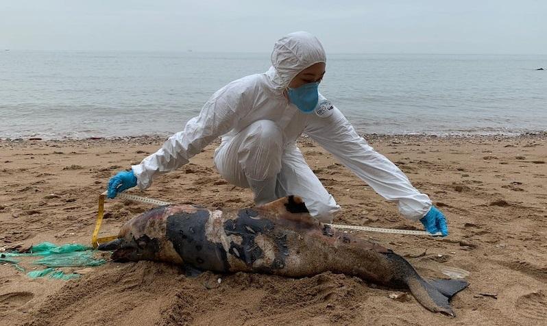 另一條鯨豚屍體物種有待確定