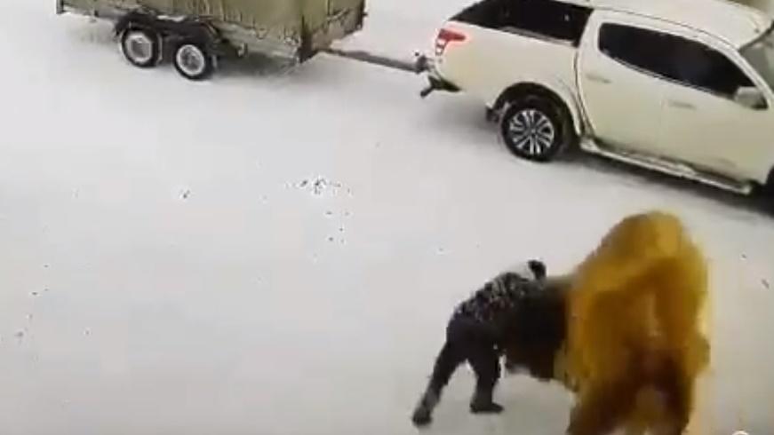 俄男先是猛扯駱駝的韁繩,接著打了駱駝的臉部幾拳,駱駝受到襲擊隨即發怒反擊。(Twitter)