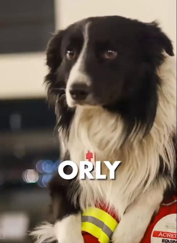 16隻搜救犬之一。(Twitter)