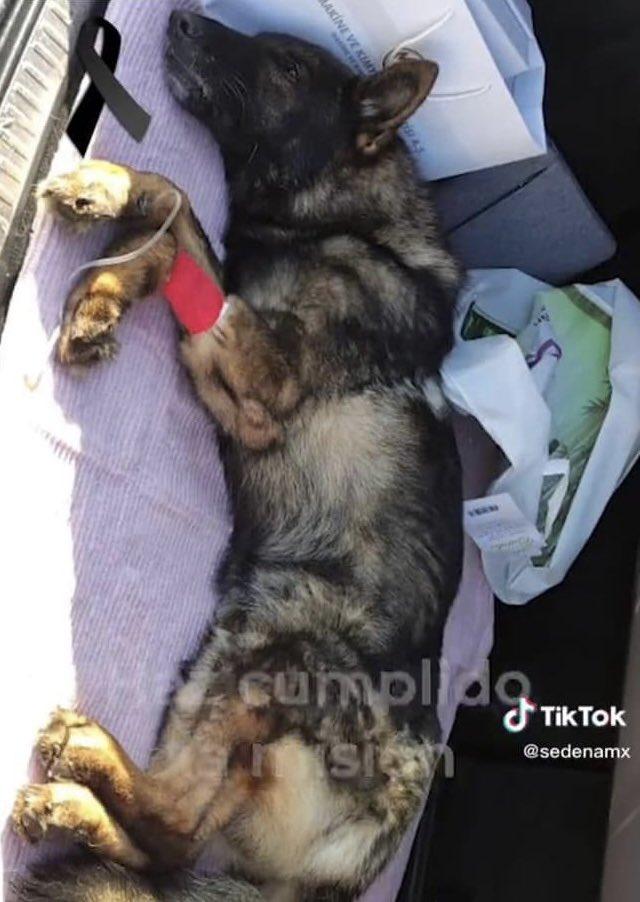 Proteo虛弱的最後身影。(Twitter)