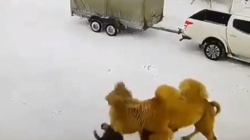 俄男先是猛扯駱駝的韁繩,接著打了駱駝的臉部幾拳,駱駝受到襲擊隨即發怒反擊。(Twitter)