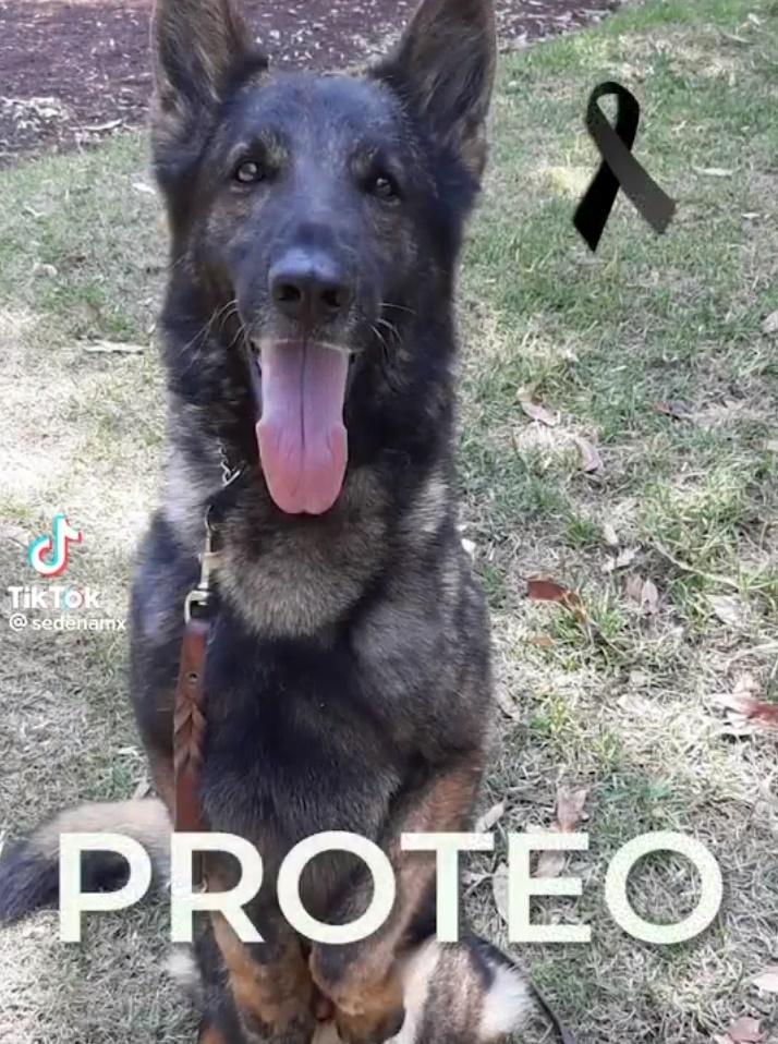 墨國搜救犬Proteo土耳其殉職,領犬員:總有一天會再見。(Twitter)