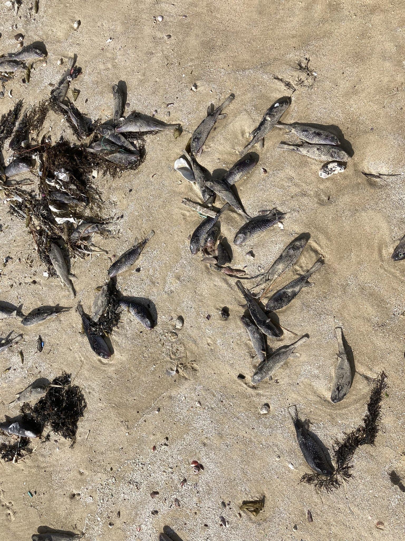 專家說,一次出現上百隻的情況是史無前例。(Twitter)