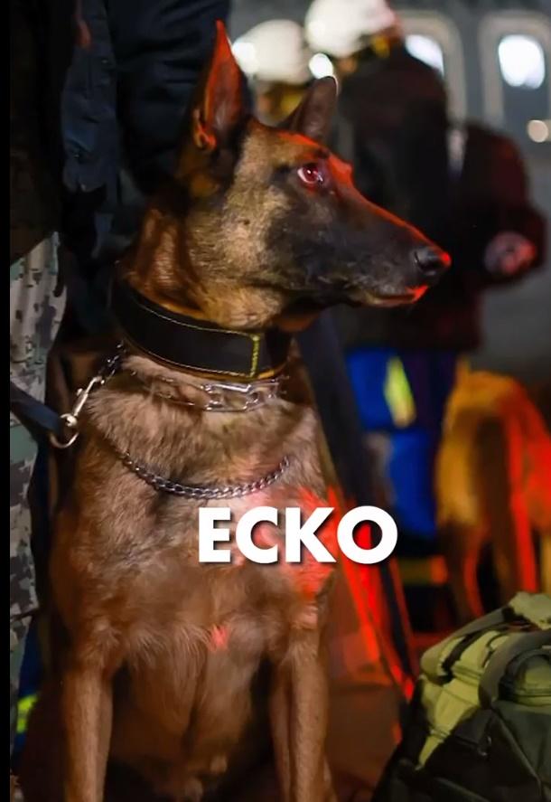 16隻搜救犬之一。(Twitter)