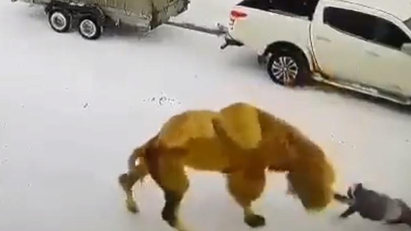 俄男先是猛扯駱駝的韁繩,接著打了駱駝的臉部幾拳,駱駝受到襲擊隨即發怒反擊。(Twitter)