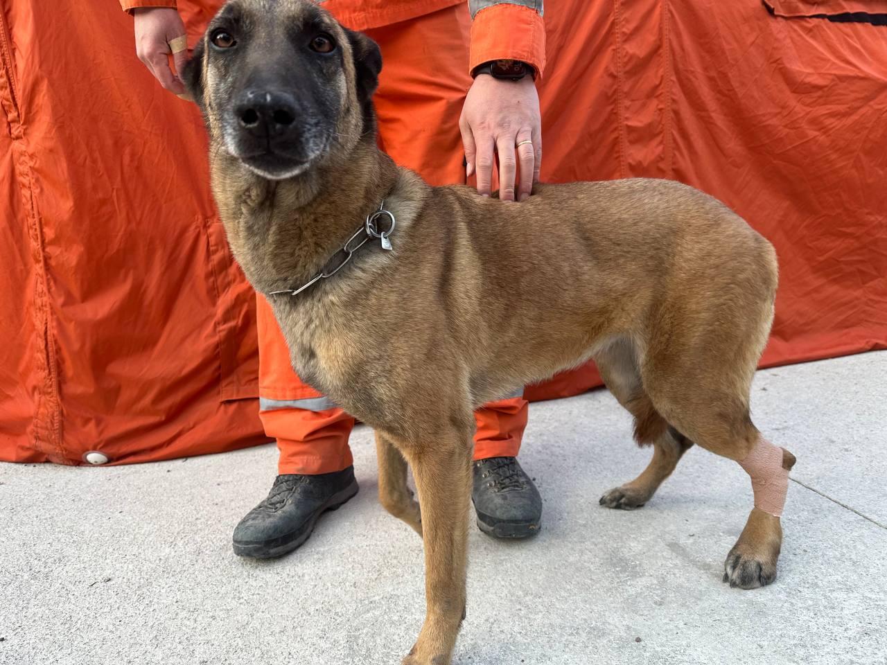 托利(토리)。(FB)