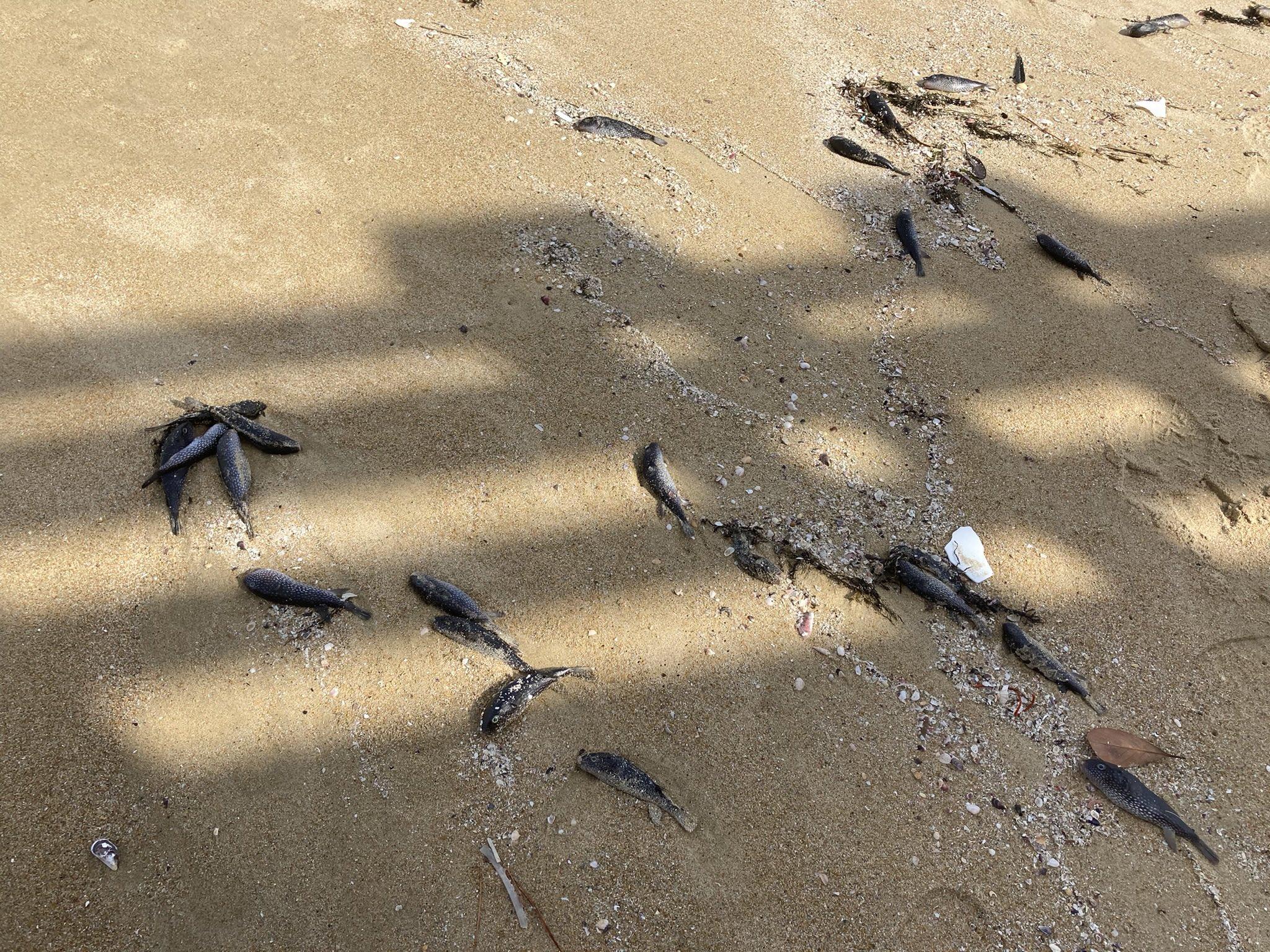 專家說,一次出現上百隻的情況是史無前例。(Twitter)