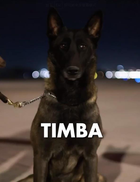 16隻搜救犬之一。(Twitter)