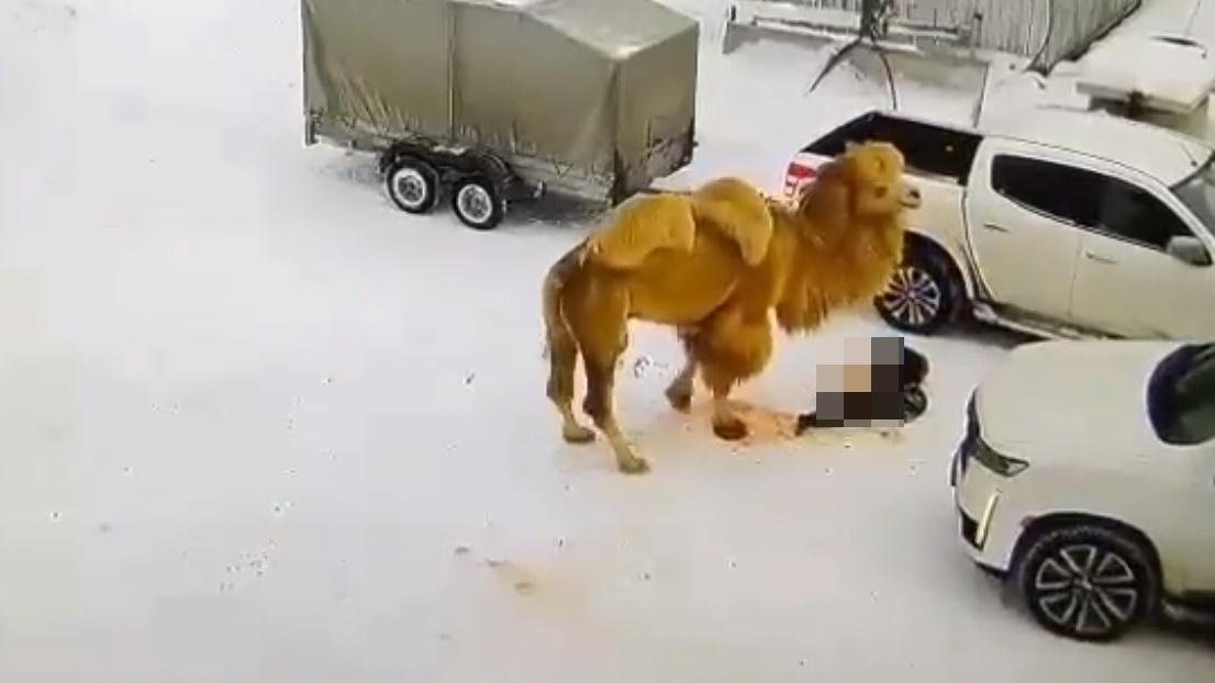 保安隨即被送往醫院搶救,惟已返魂乏術,事件中的駱駝最終被村民槍殺。(Twitter)