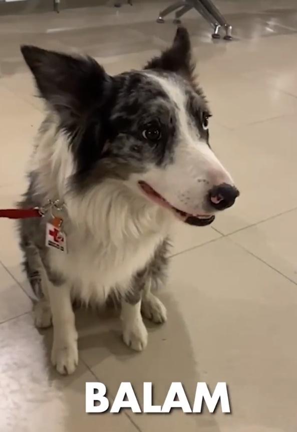 16隻搜救犬之一。(Twitter)