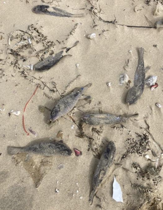 專家說,一次出現上百隻的情況是史無前例。(Twitter)