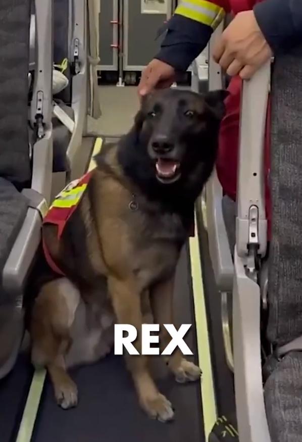 16隻搜救犬之一。(Twitter)