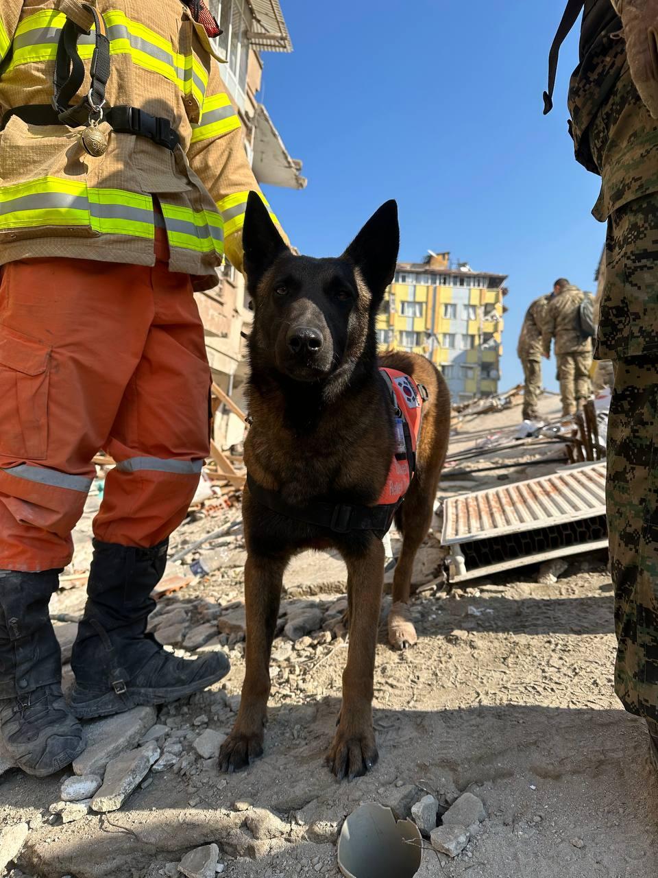 獬豸(해태)。(FB)