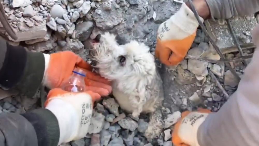 人員都趕緊徒手挖掘,期間給牠補充水分,並保護牠其他部位免被鋼筋擦傷。(Twitter)