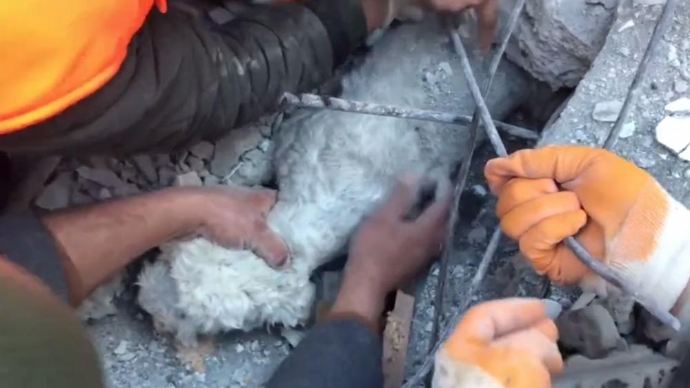 人員都趕緊徒手挖掘,期間給牠補充水分,並保護牠其他部位免被鋼筋擦傷。(Twitter)