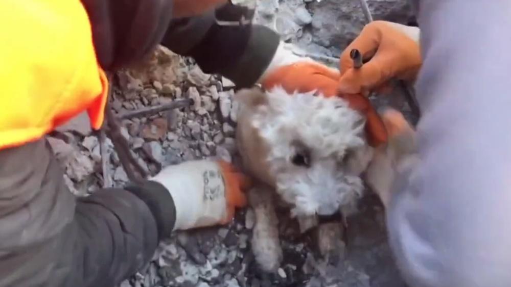 人員都趕緊徒手挖掘,期間給牠補充水分,並保護牠其他部位免被鋼筋擦傷。(Twitter)