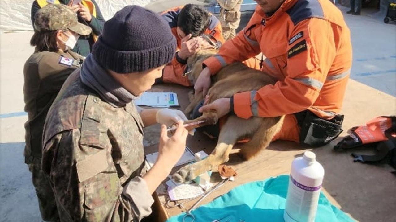 土白(토백이)進行緊急治療。(Twitter)