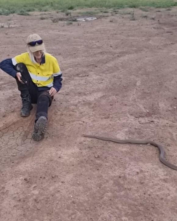 全球第二毒蛇鑽褲襠,澳女淡定繼續煲煙。(FB)