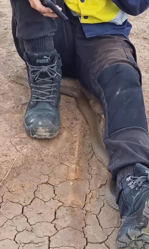 蛇經過Ayla Manson的褲襠離開。(FB)