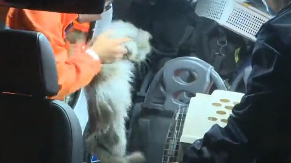 3隻貓咪健康未有燒傷,僅部分毛髮被熏黑,隨後通知愛協職員將3貓咪帶走看管。(電視截圖)