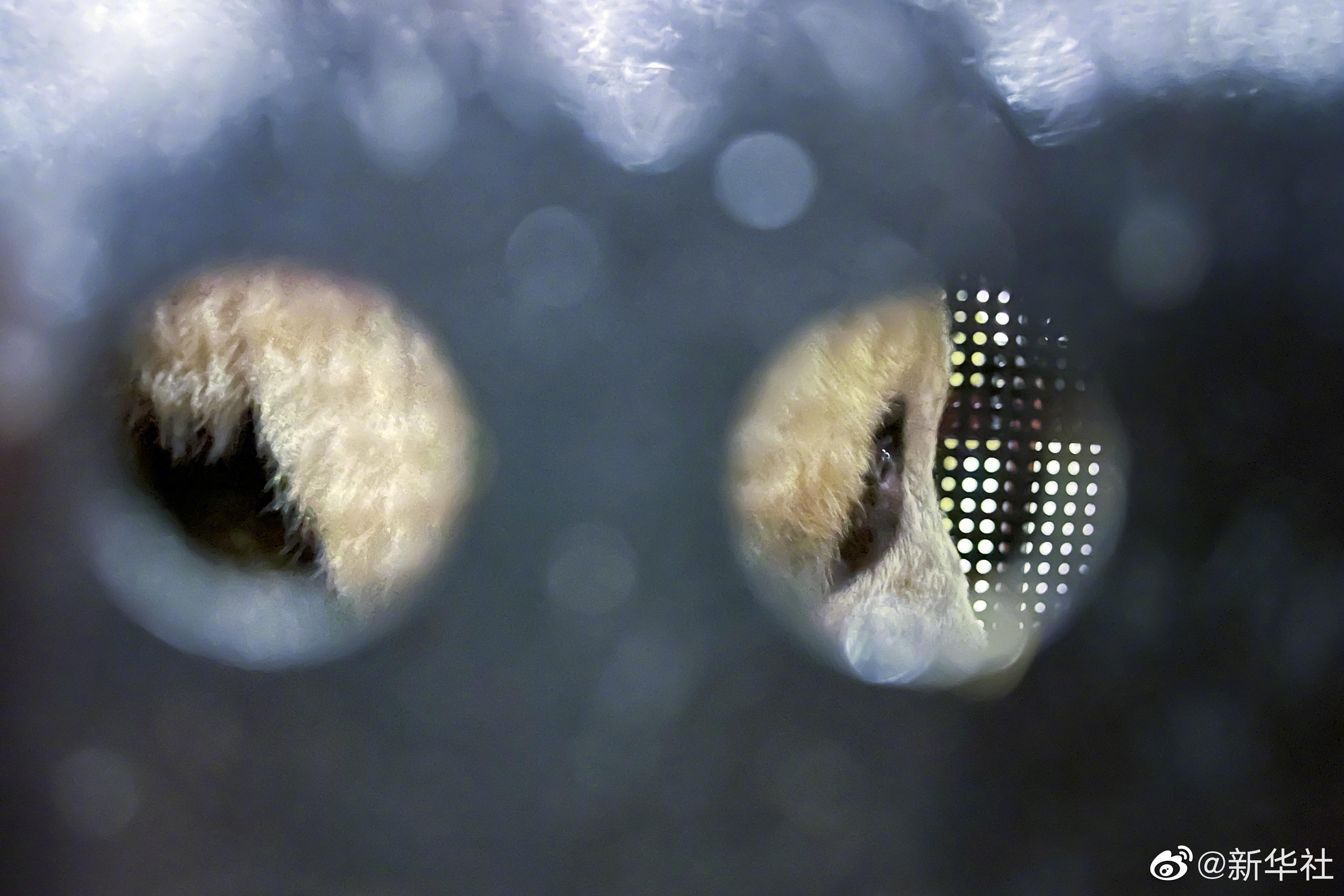 大熊貓「香香」返抵中國。(新華社微博)