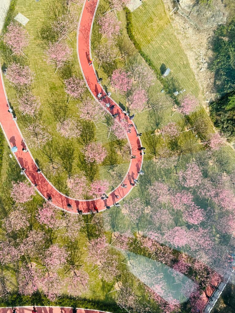 昂坪360纜車下櫻花盛放。(昂坪360@fb圖)