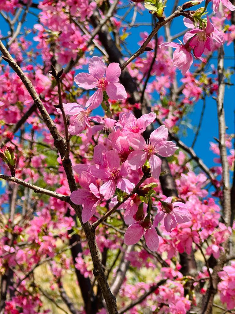 昂坪360纜車下櫻花盛放。(昂坪360@fb圖)