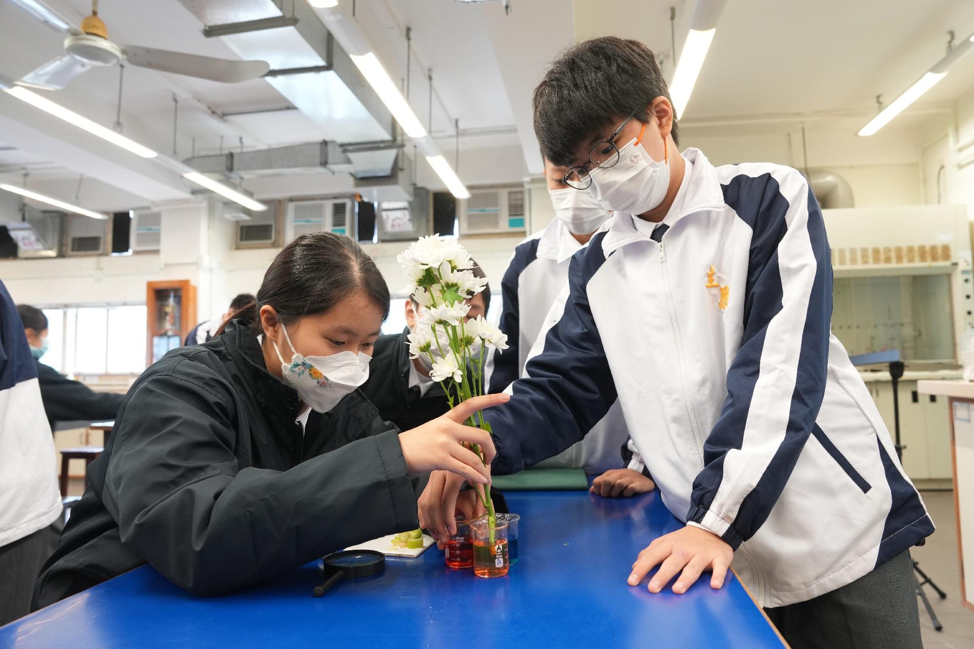 科學實驗中,同學嘗試將白花浸染成彩色。