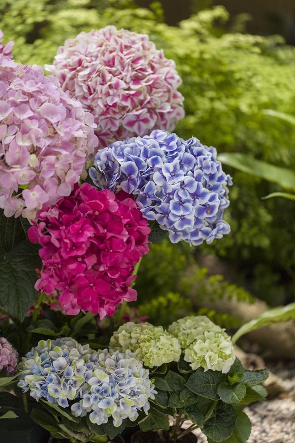 香港花卉展覽將於3月10日至19日在維園舉行,今年以繡球花為主題花。(政府新聞處圖)