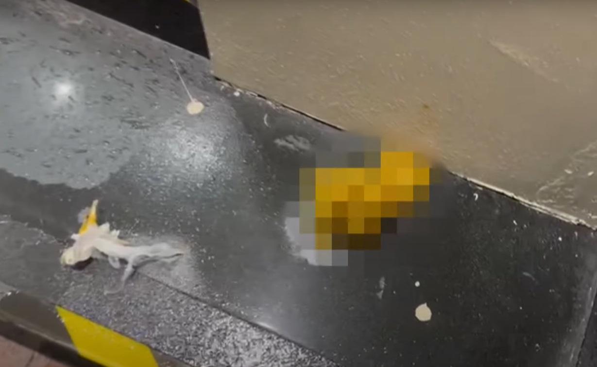 地上留下了一堆「黃金」及大媽使用過的紙巾。(TVB東張西望YouTube截圖)