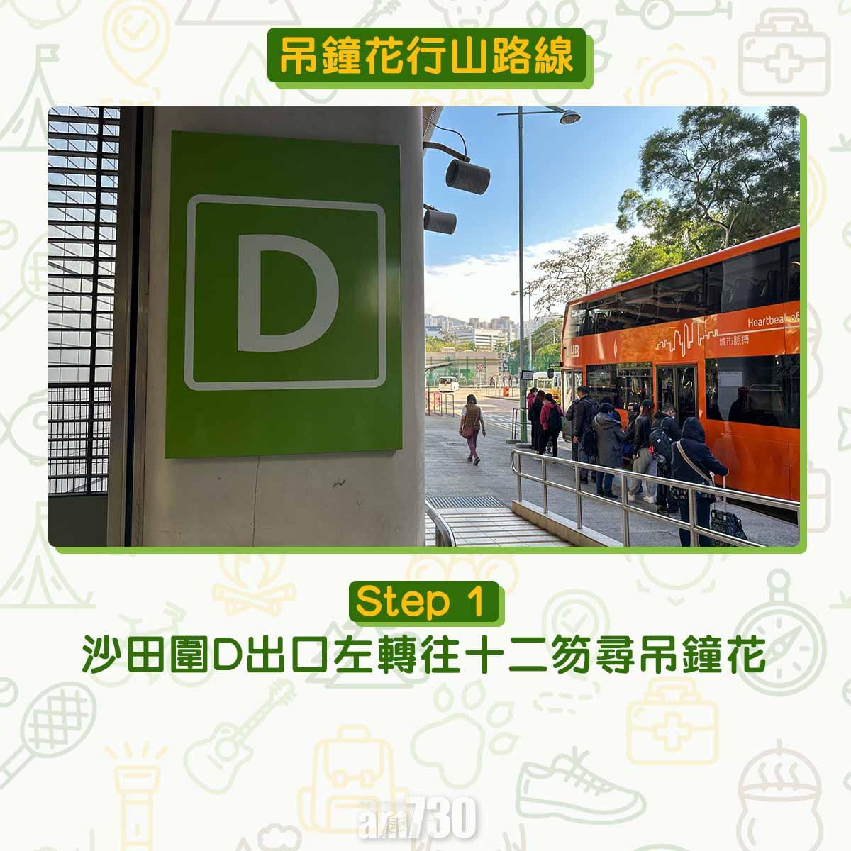 吊鐘花︱十二笏鄰近沙田圍黃大仙 市區簡易賞花之選