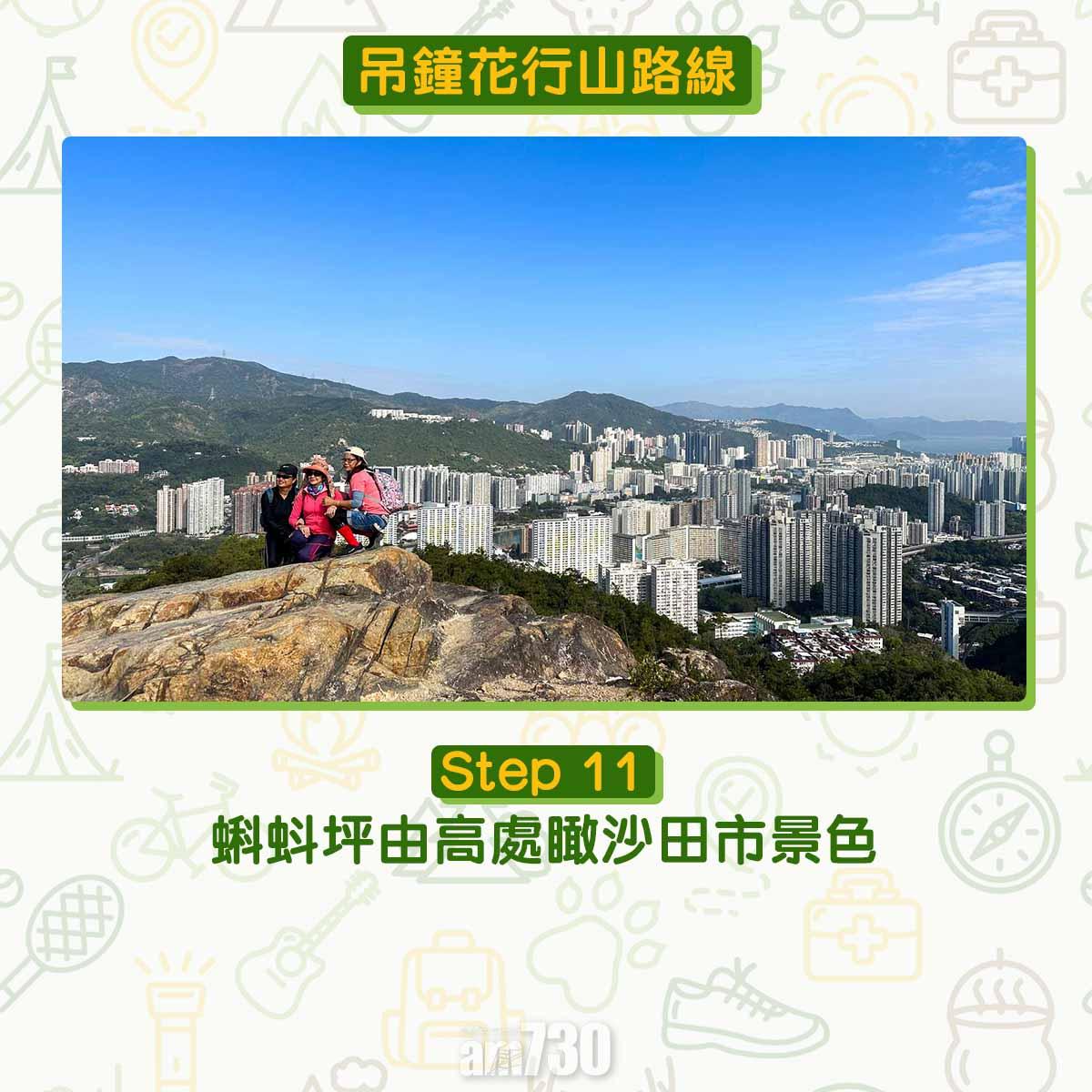 吊鐘花︱十二笏鄰近沙田圍黃大仙 市區簡易賞花之選