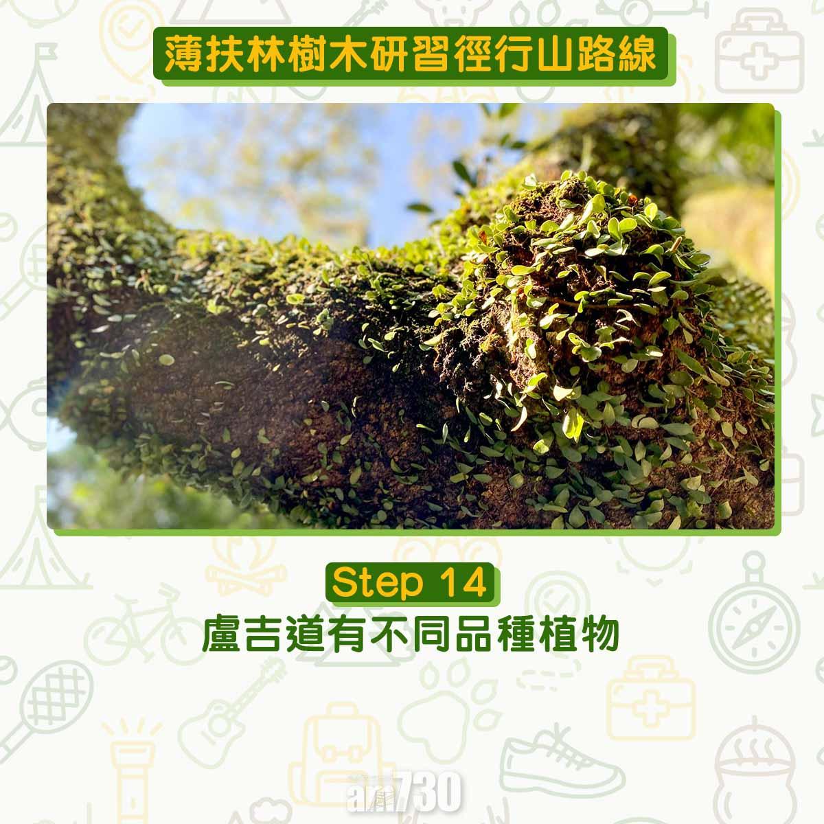 薄扶林樹木研習徑 繞太平山一圈180度賞維港