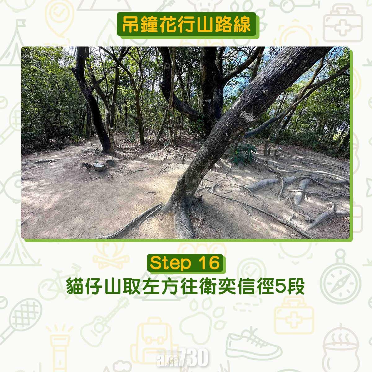 吊鐘花︱十二笏鄰近沙田圍黃大仙 市區簡易賞花之選