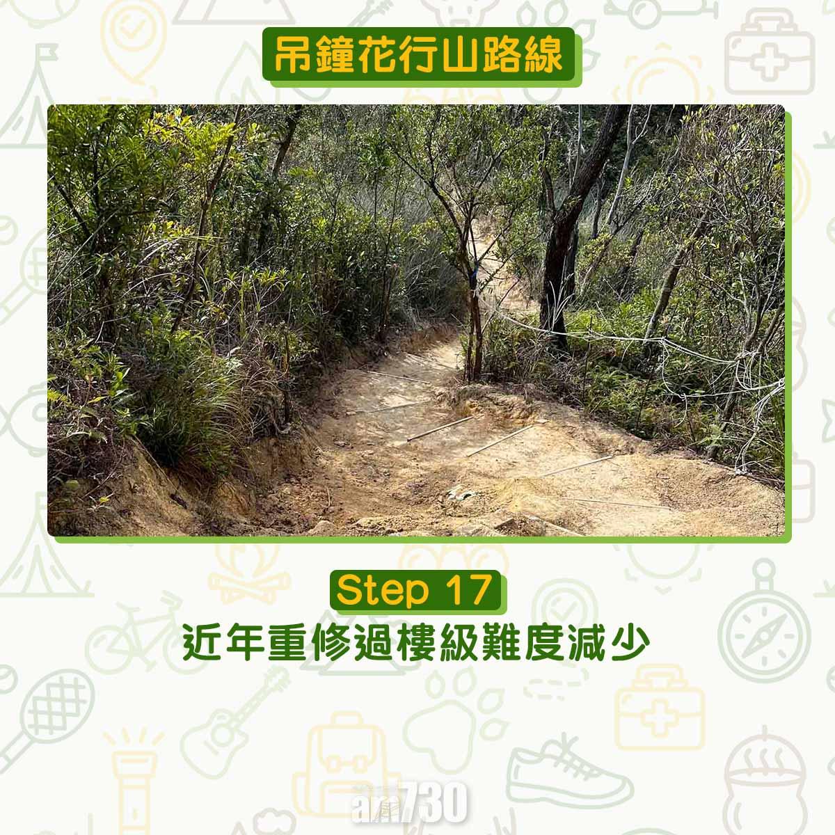 吊鐘花︱十二笏鄰近沙田圍黃大仙 市區簡易賞花之選