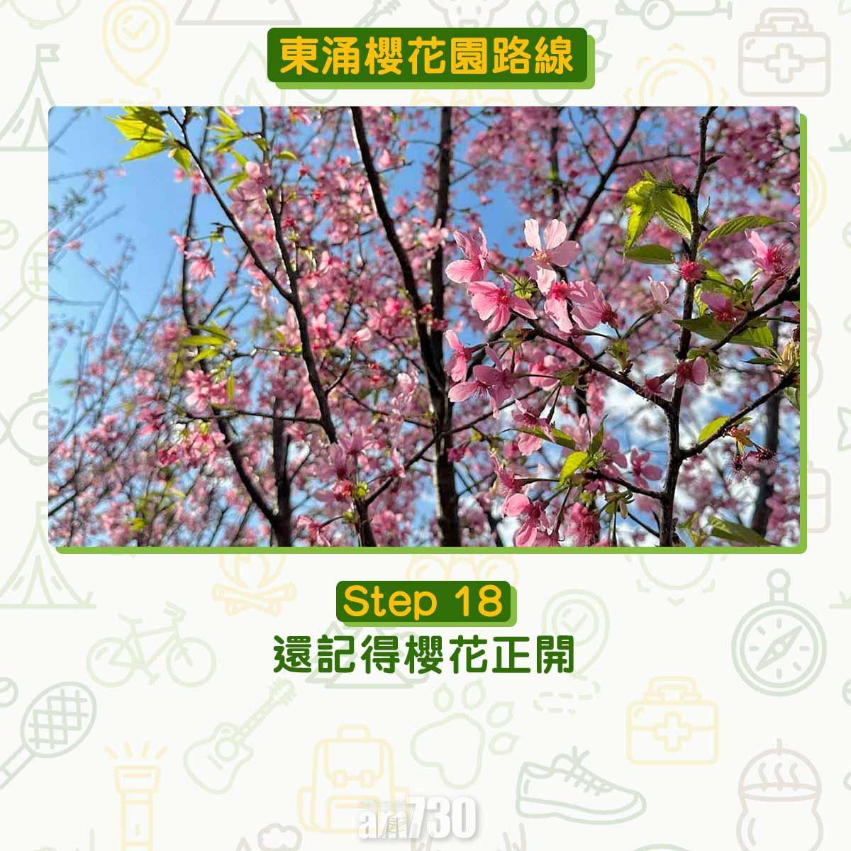 東涌櫻花園