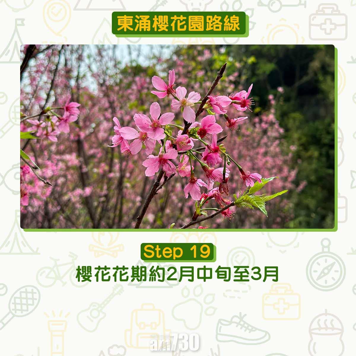 東涌櫻花園