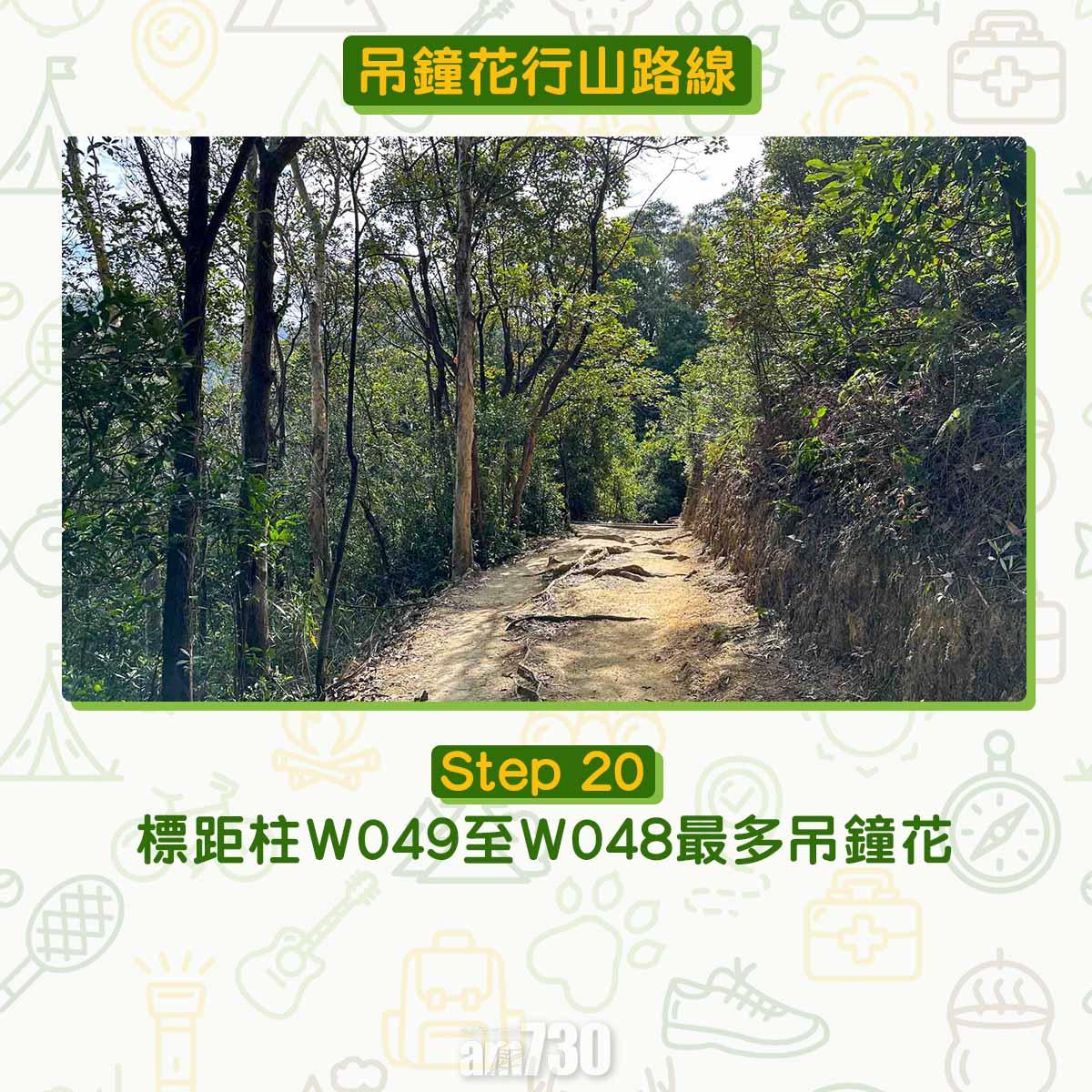 吊鐘花︱十二笏鄰近沙田圍黃大仙 市區簡易賞花之選