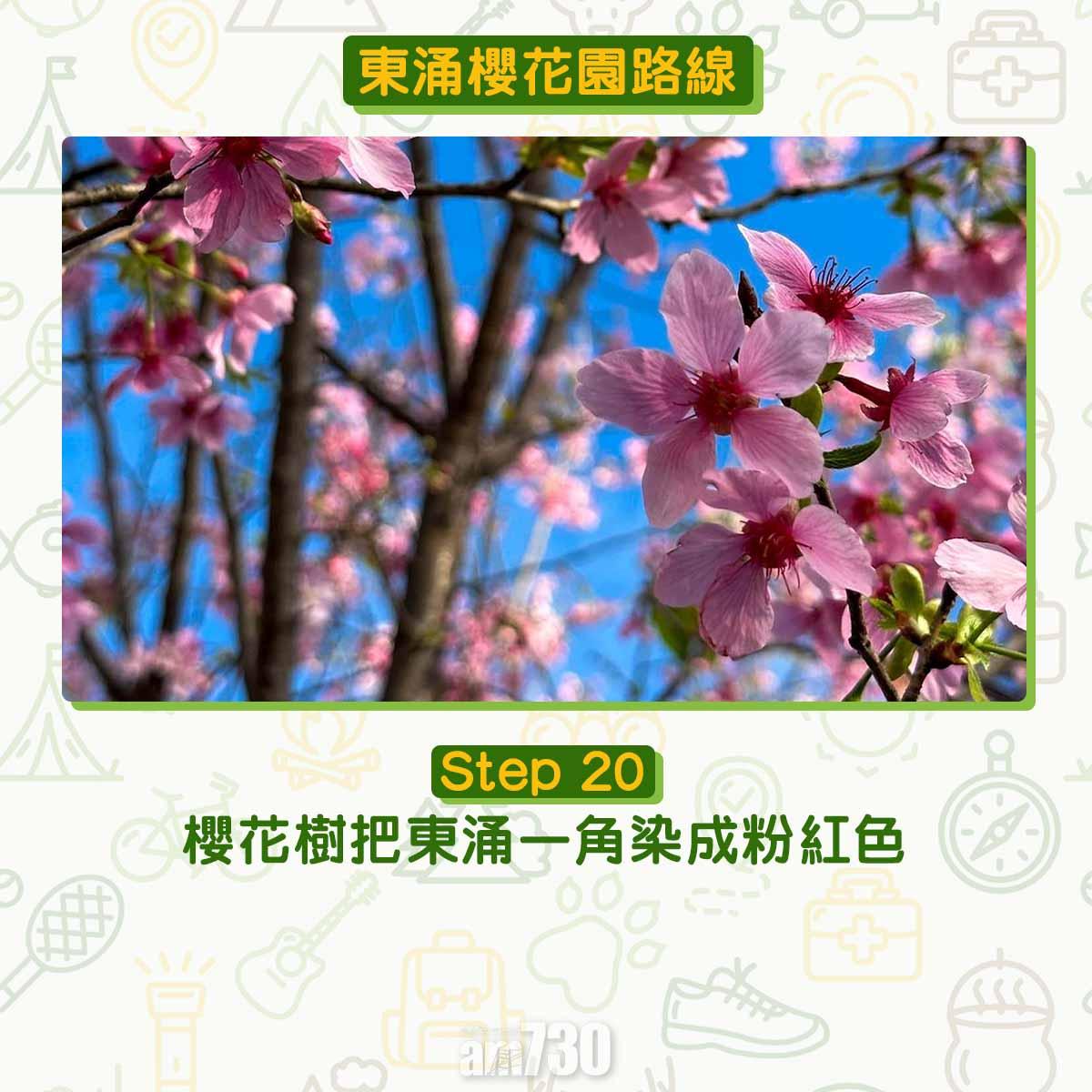 東涌櫻花園