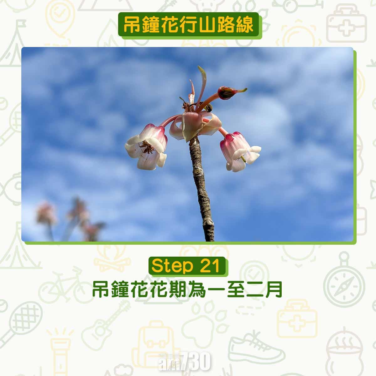 吊鐘花︱十二笏鄰近沙田圍黃大仙 市區簡易賞花之選