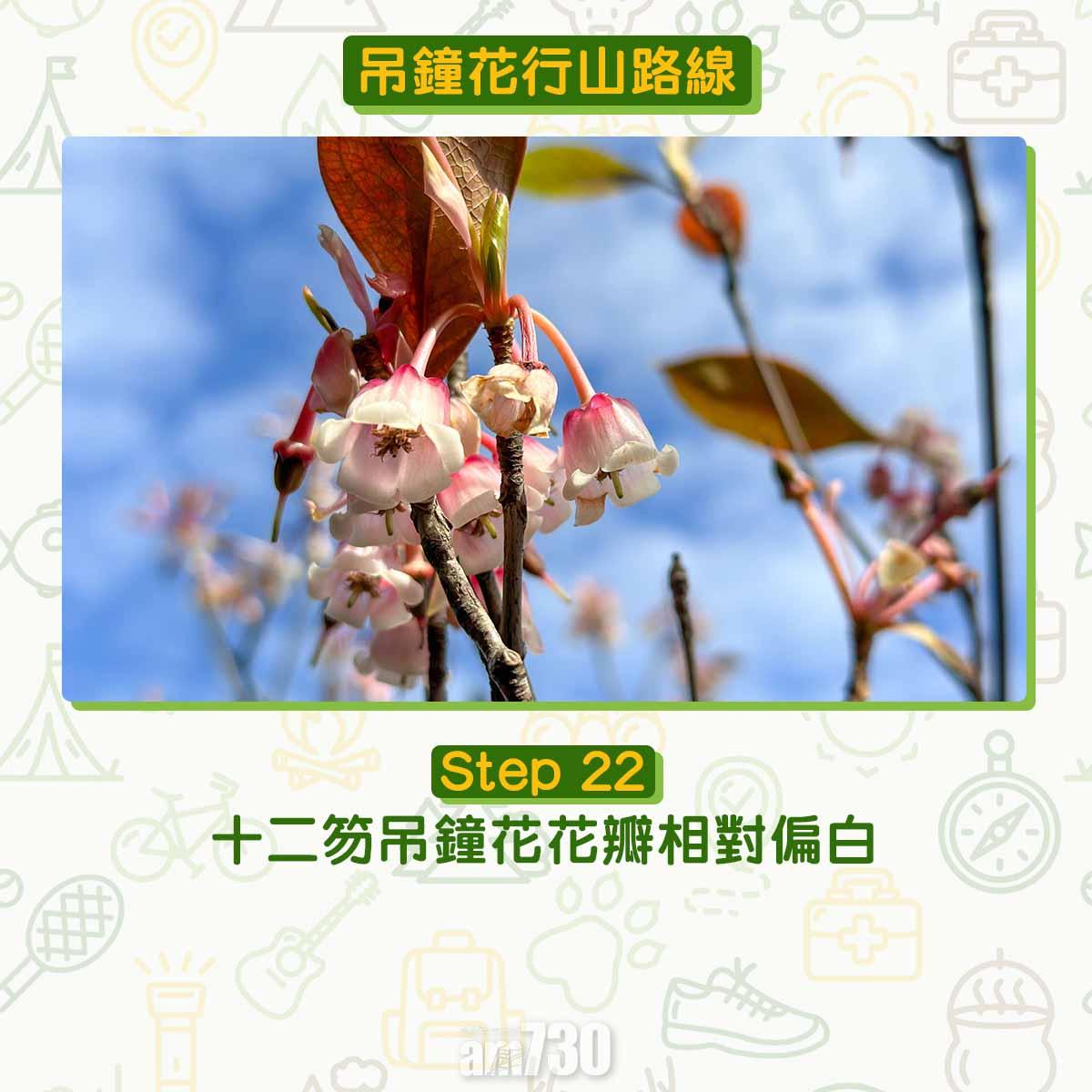 吊鐘花︱十二笏鄰近沙田圍黃大仙 市區簡易賞花之選